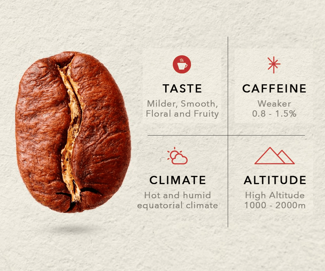 The Journey of Arabica Coffee Beans: Plantation to Cup