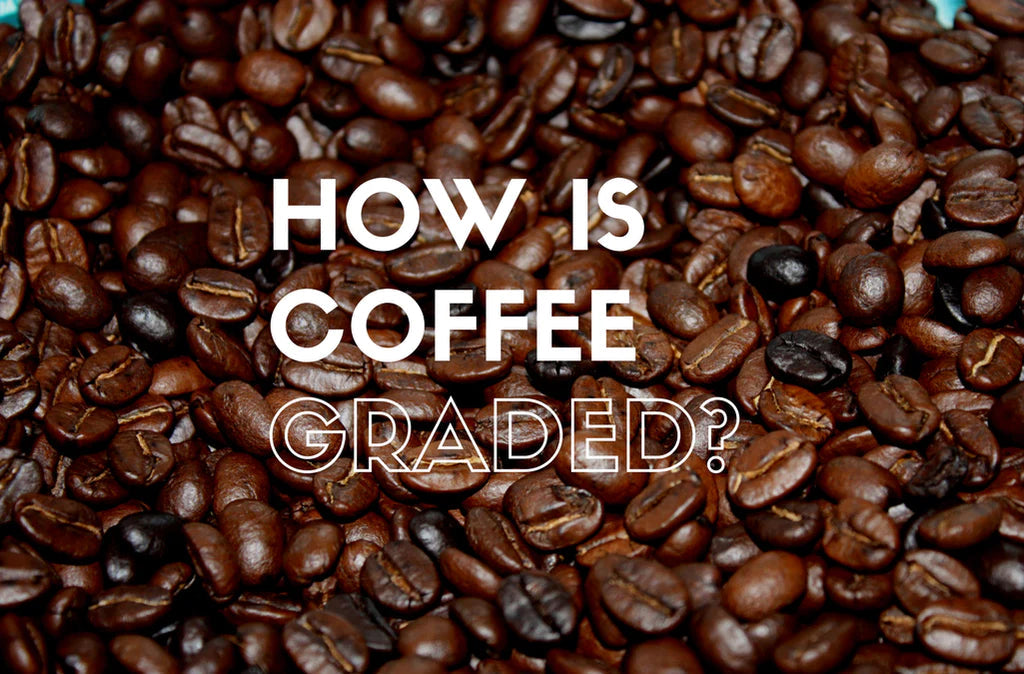 A Comprehensive Guide to Coffee Beans Grades for Enthusiasts