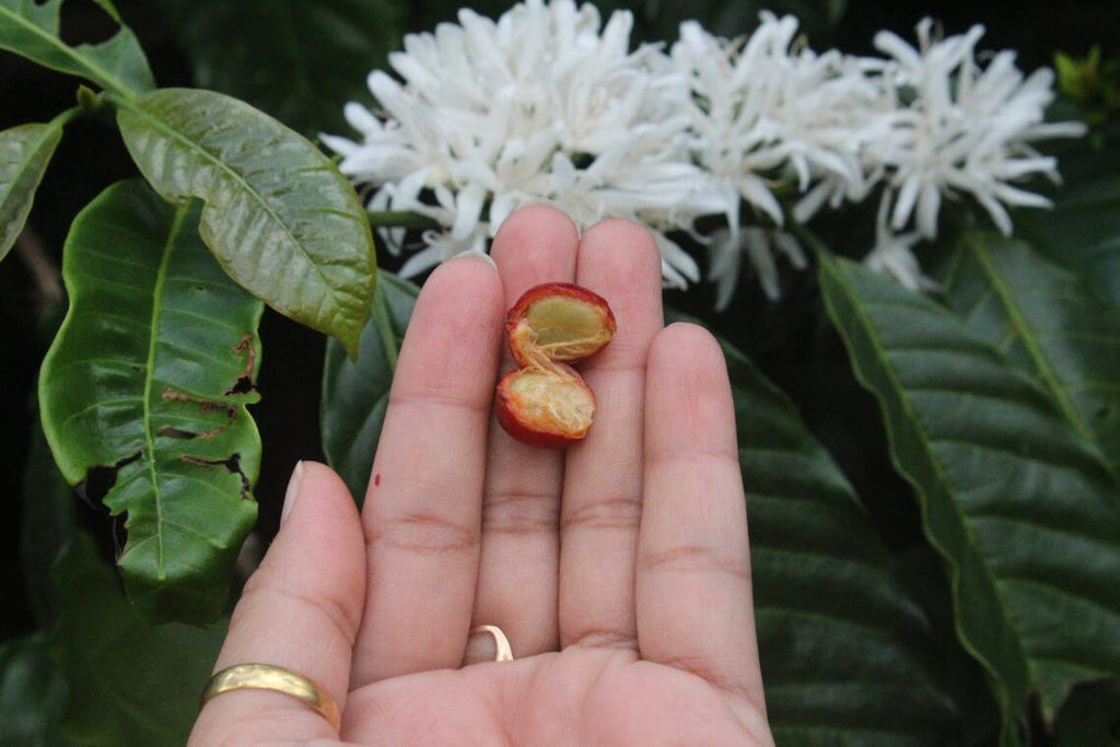 Types of coffee varieties in India: Exploring the Diversity!